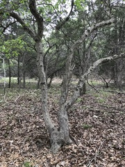 Quercus sinuata breviloba