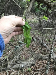 Quercus sinuata breviloba