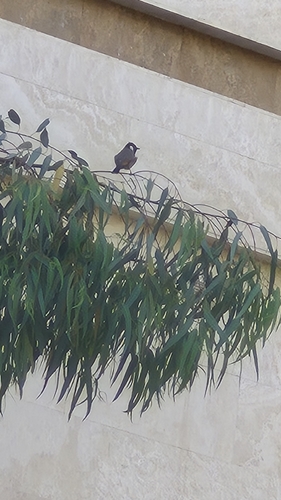 White-eared Bulbul