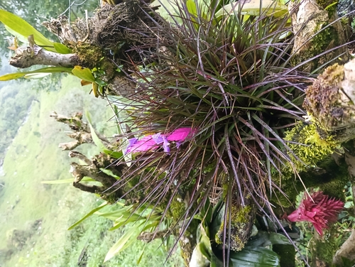 Pink quill