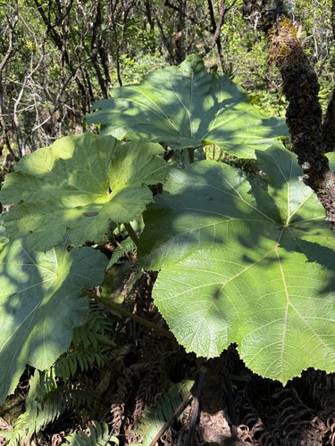 Gunnera kauaiensis observed 2026-06-03