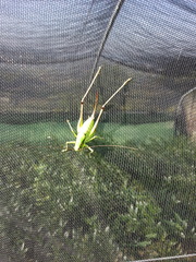 Eupholidoptera chabrieri