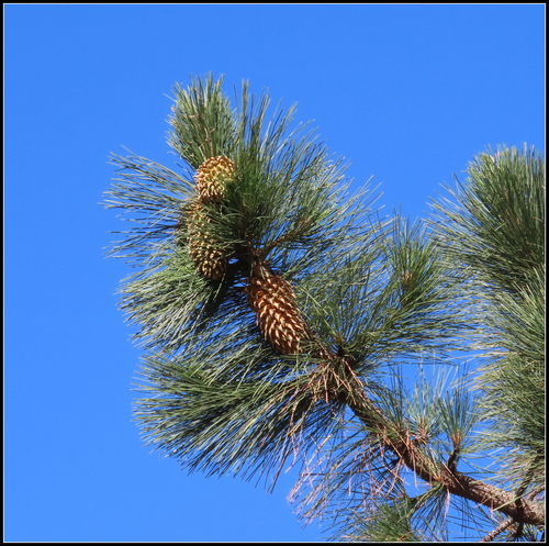 Pinus coulteri