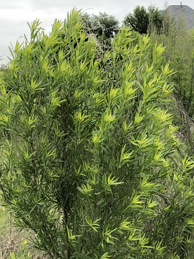 Poverty Weed from E Polo Rd, Grand Prairie, TX, US on April 17, 2020 at ...