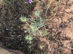 Eryngium castrense