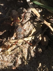 Nomada leucophthalma