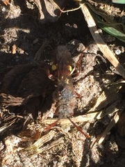 Nomada leucophthalma