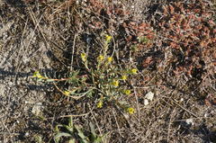 Euphorbia petrophila