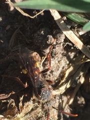 Nomada leucophthalma