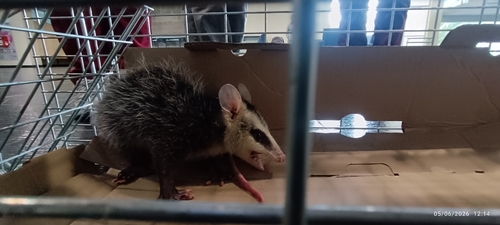 Andean White-eared Opossum