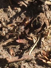 Nomada leucophthalma