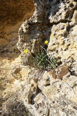 Takhtajaniantha crispa