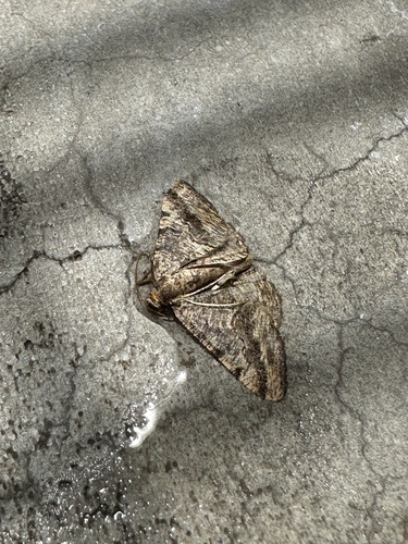Mesquite Looper Moth