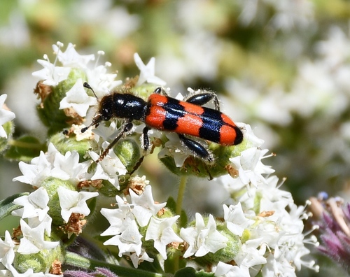 Trichodes crabroniformis