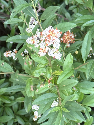 Common Privet