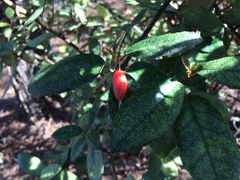 Elaeagnaceae