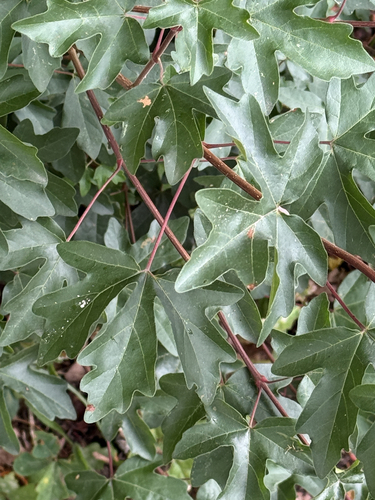 field maple