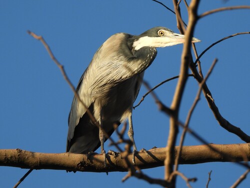 iNaturalist image