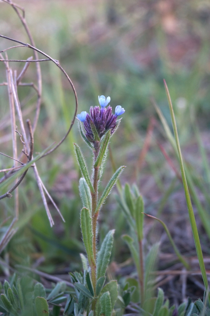 Anchusa thessala