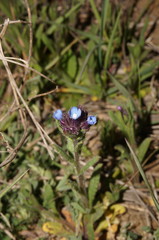 Anchusa thessala