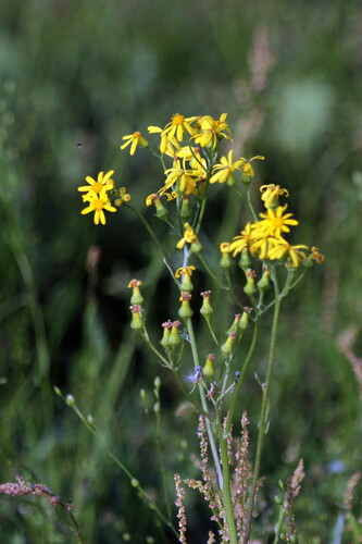 Senecio ampullaceus, photograph 1