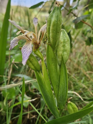 Stinking iris