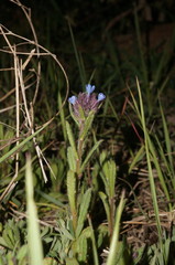 Anchusa thessala