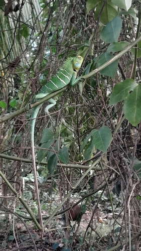 Common Green Forest Lizard