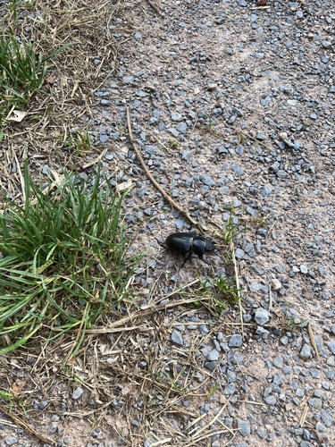 European Stag Beetle