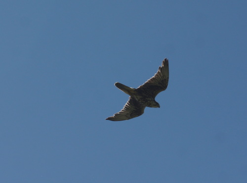 Halcón sacre (Falco cherrug)