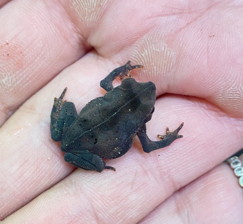 Rhinella stanlaii