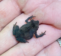 Rhinella stanlaii