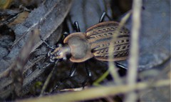 Carabus maeander