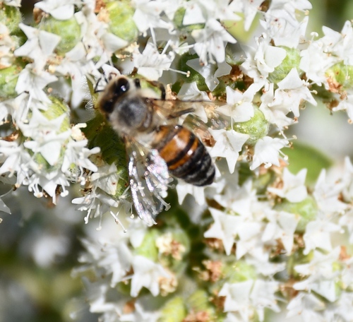 Western Honey Bee