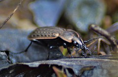 Carabus maeander