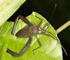 Acanthocephala latipes