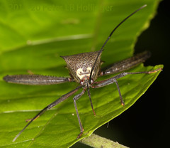 Acanthocephala latipes