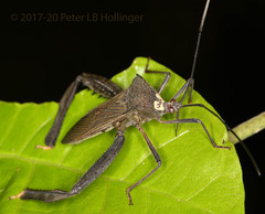 Acanthocephala latipes