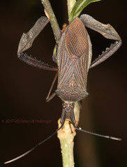 Acanthocephala latipes