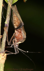 Acanthocephala latipes