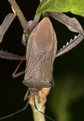 Acanthocephala latipes