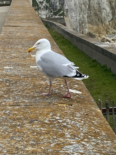 European Herring Gull