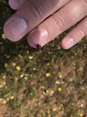 Paranaemia vittigera