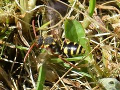 Nomada fulvicornis