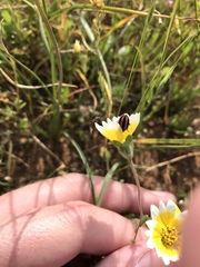 Paranaemia vittigera