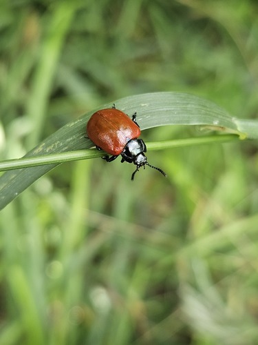Poplar Leaf Beetle