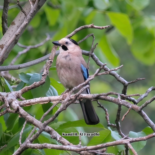 Eurasian Jay