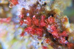 Ptychostomum pallens