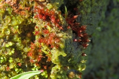 Ptychostomum pallens