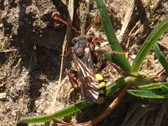 Nomada leucophthalma